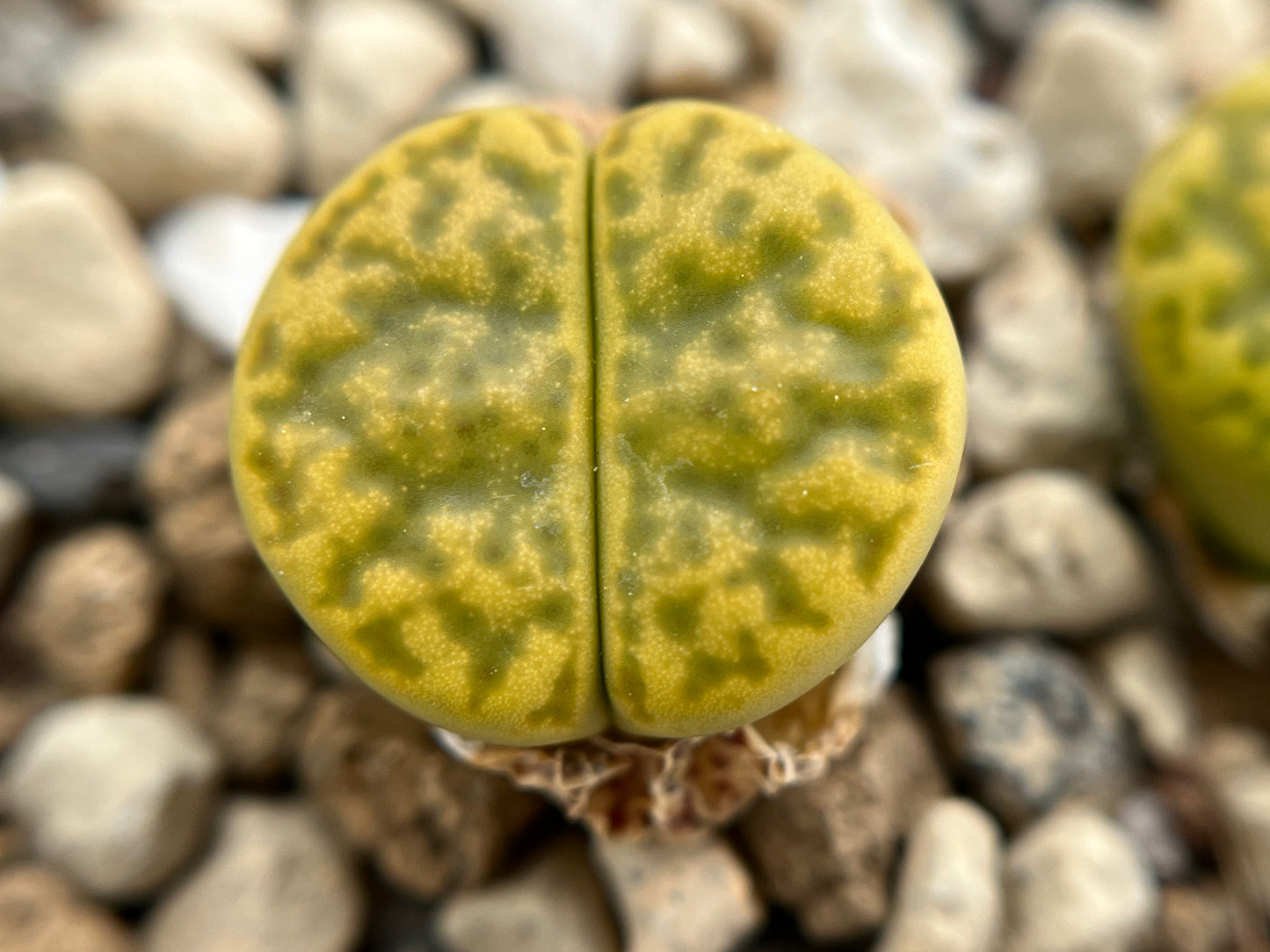 Lithops C362 bromfieldii v. insularis `Sulphurea` seeds