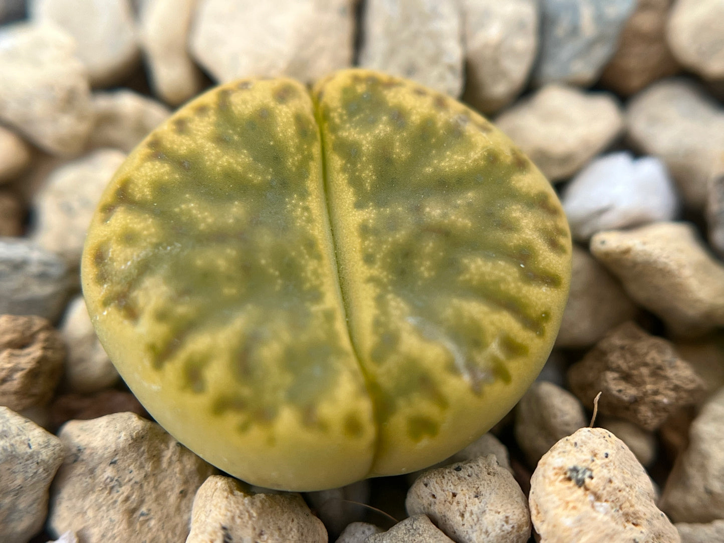 Lithops C362 bromfieldii v. insularis `Sulphurea` seeds