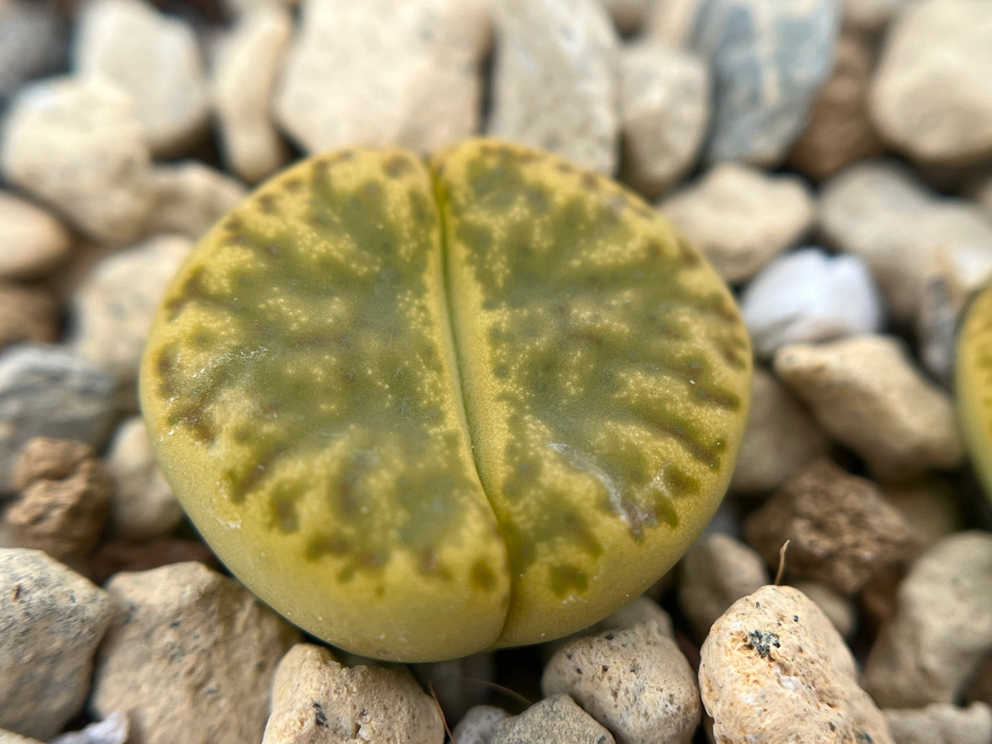 Lithops C362 bromfieldii v. insularis `Sulphurea` seeds