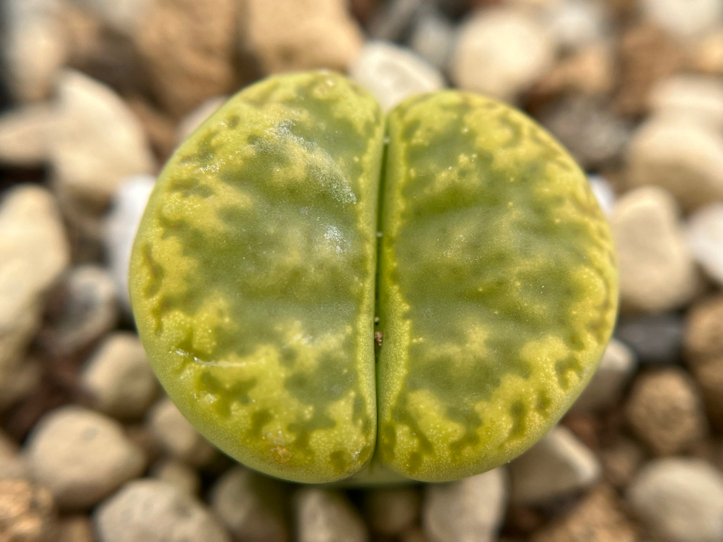 Lithops C362 bromfieldii v. insularis `Sulphurea` seeds