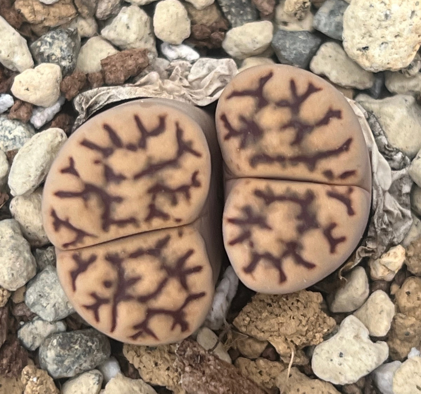 Lithops C283 bromfieldii v. mennellii