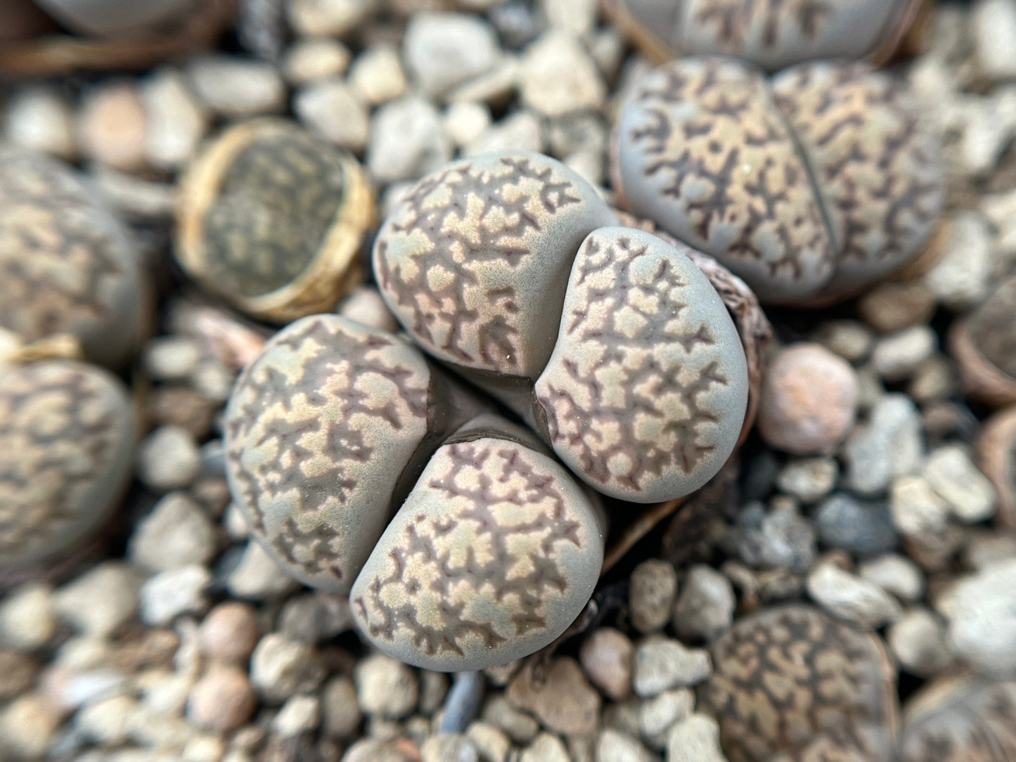 Lithops salicola `Super Mac` seeds
