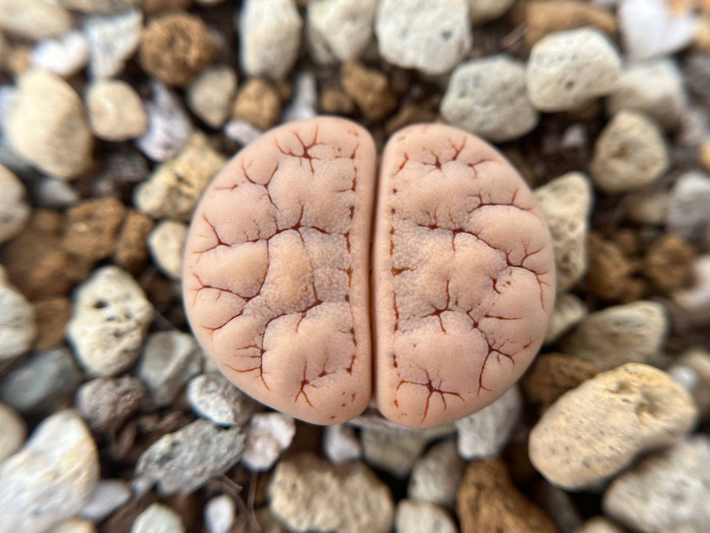 Lithops gracilidelineata Mix seeds