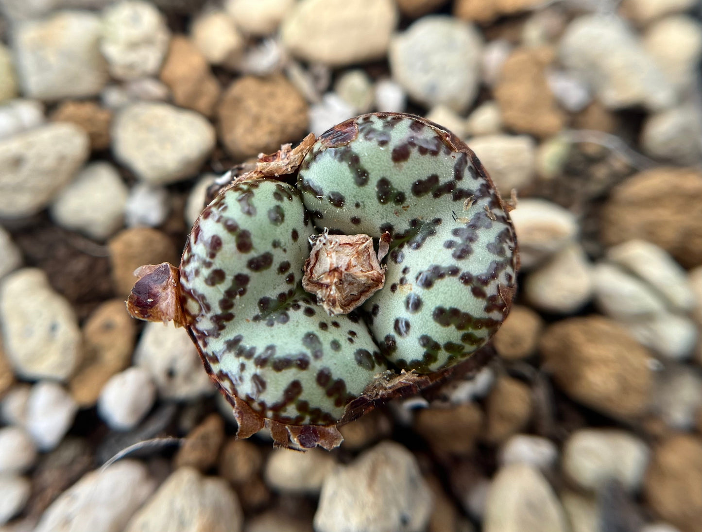 conophytum Obcordellum Picturatum seeds