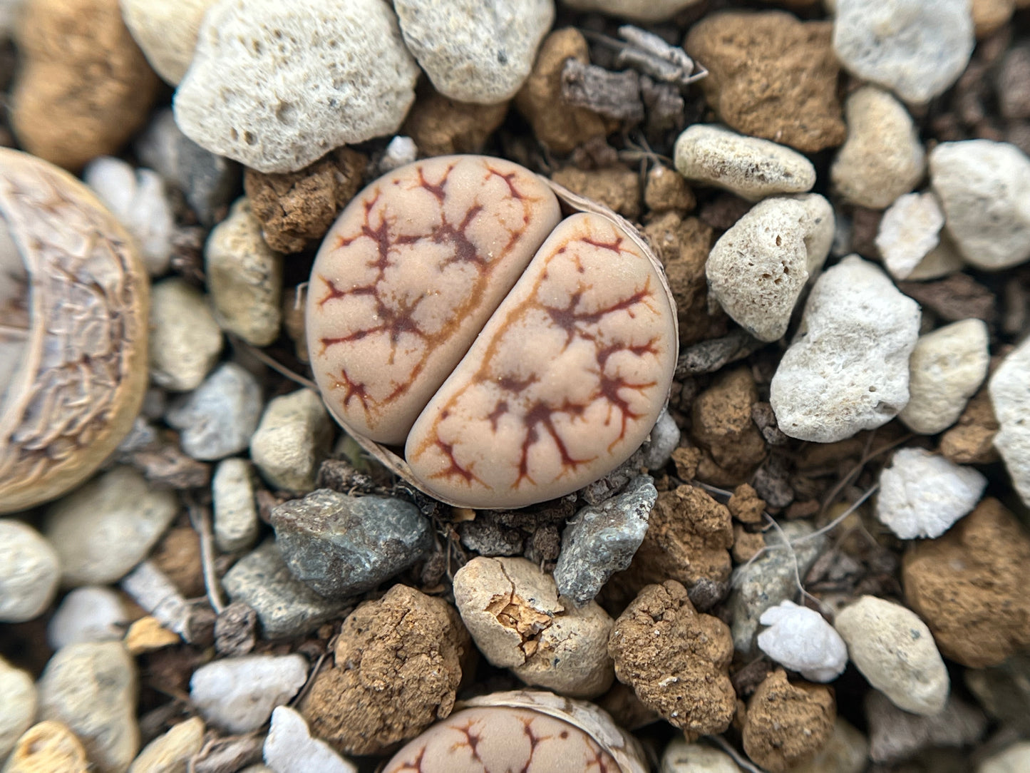 Lithops C188 werneri seeds