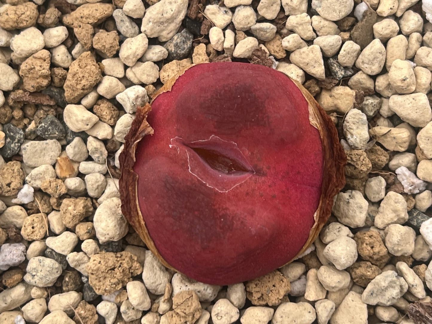 Conophytum maughanii seeds